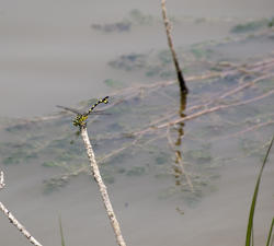 2811-yellow and black dragonfly