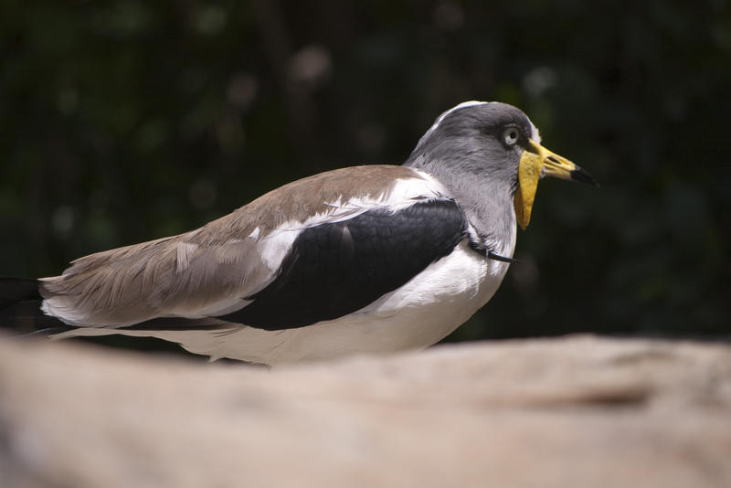 try as I might I dont know what this one is, it has distinctive yellow wattles, but it does not look like a masked lapwing