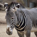 2264-zebra