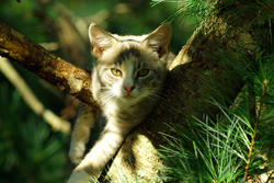 3734-Cat In Tree