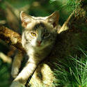 3734-Cat In Tree