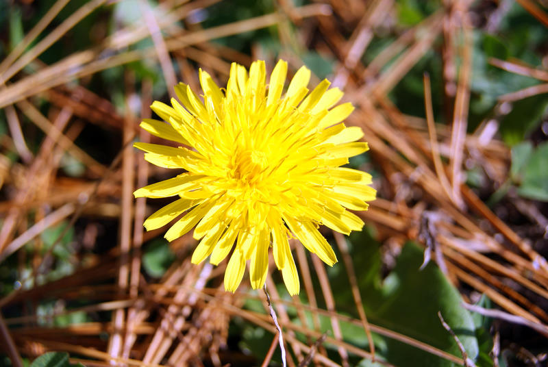 <p>Wild Dandelion</p>Wild Dandelion In The Forest