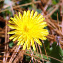 3784-Wild Dandelion