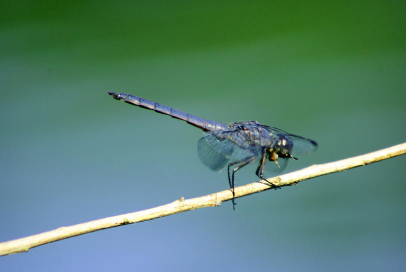 <p>Dragon Fly Close-up 2</p>Dragon Fly Close-up 2