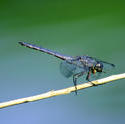 3782-Dragon Fly 2