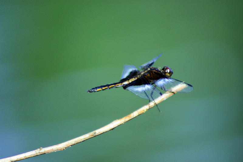 <p>Dragon Fly Close-up 3</p>Dragon Fly Close-up 3