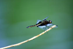 3783-Dragon Fly Close-up 3