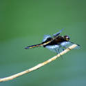 3783-Dragon Fly Close-up 3