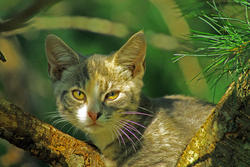 3751-Kitten In Tree II