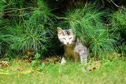 3750-Kitten Under Tree