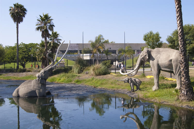 Reconstruction of a mammouth stuck in tarpits at Rancho La Brea, Los Angeles, California