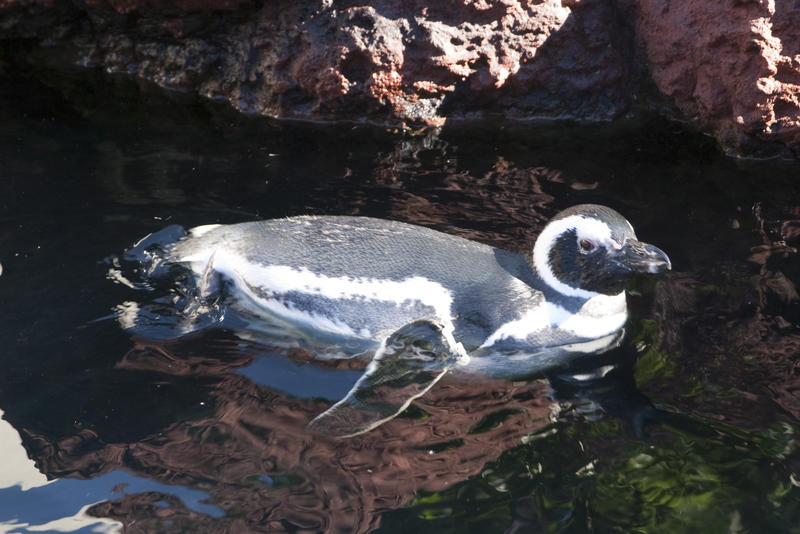 a black and white penguin swimming through the water