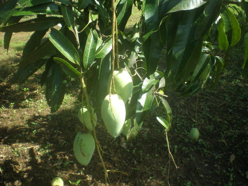 <p>&nbsp;waiting to be harvested</p>