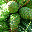 3780-Pine Cones