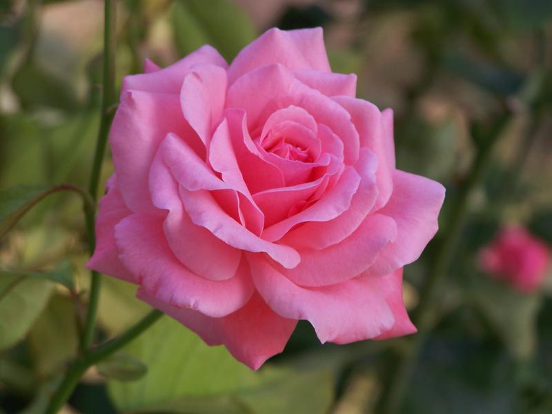 <p>Pink Rose</p>