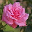 3694-Rose.jpg