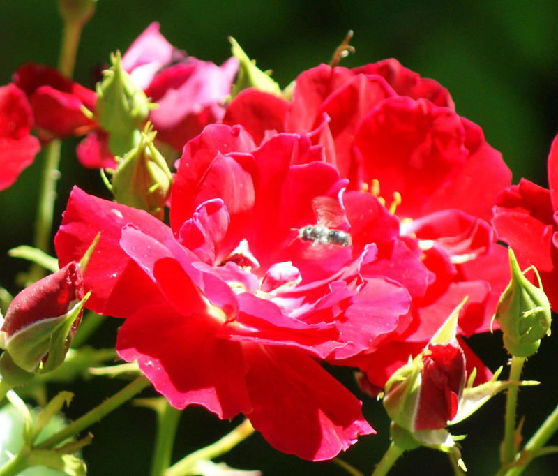 <p>Rose With A Visitor</p>
Sony A-330 DSLR