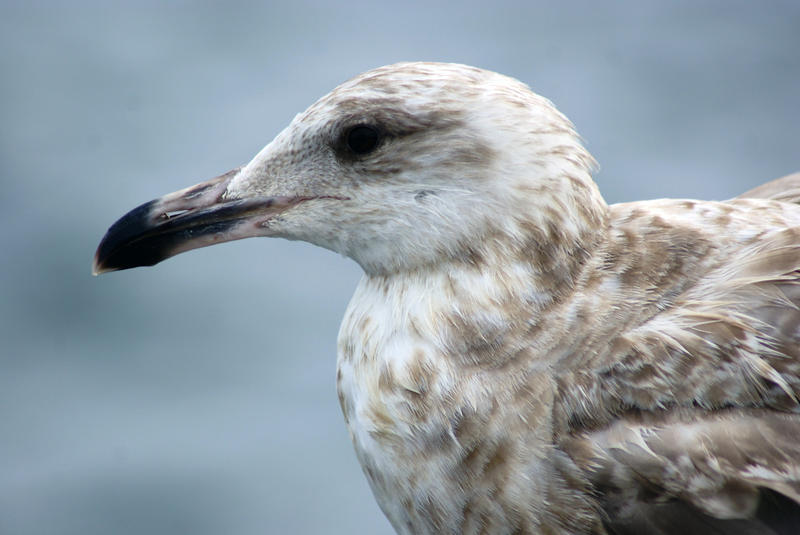 <p>Seagull Closeup II</p>Sony A-330 DSLR