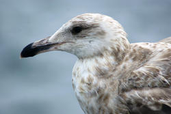 3665-Seagull Closeup II