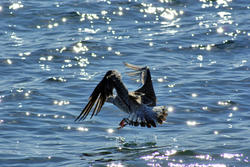 3767-Seagull Landing