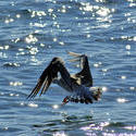 3767-Seagull Landing