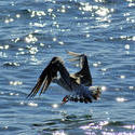 3767-Seagull Landing