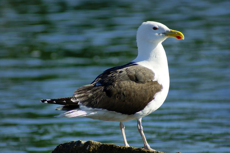 <p>Seagull On Rock II</p>Sony A-330 DSLR