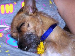 3715-Sleeping_Dog.JPG