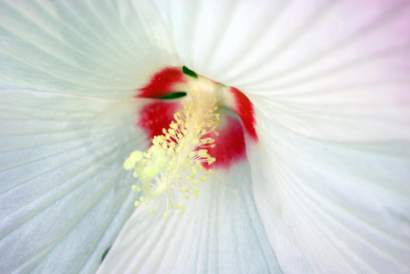 <p>Flower Closeup</p>
Sony A-330 DSLR