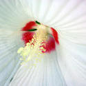 3675-Flower Closeup