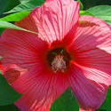 3676   Large Red Flower