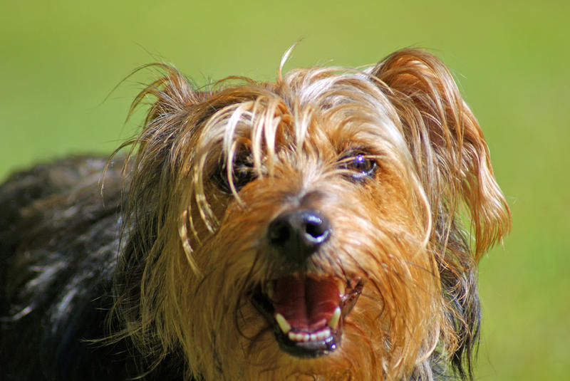 <p>Yorkshire Terrier</p>Sony A-330 DSLR