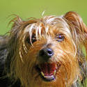 3742-Yorkshire Terrier