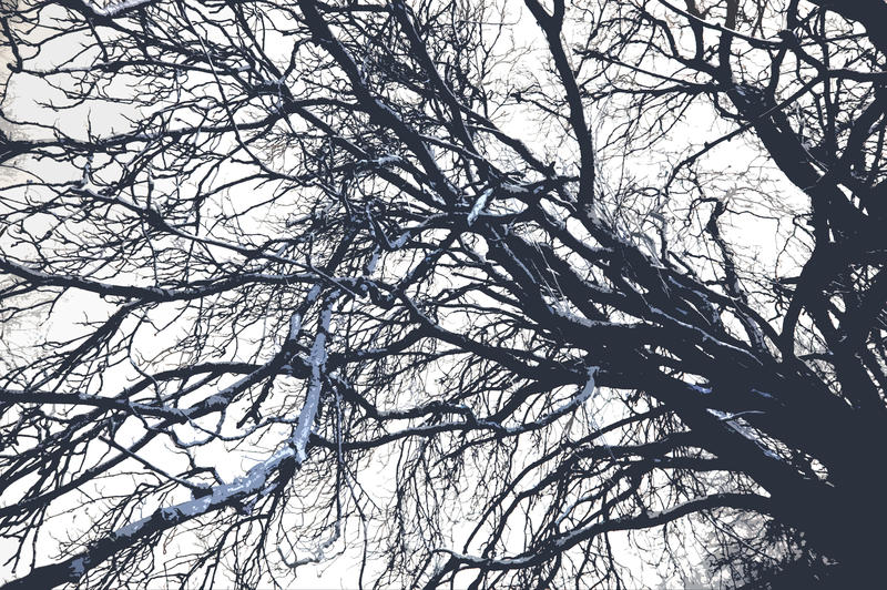 duotone effect colouring of a photo of trees in winter