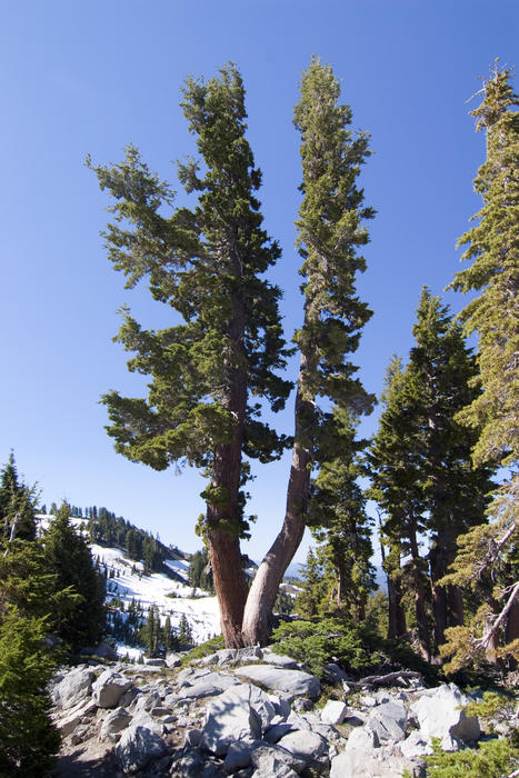 pine trees in the sierra navada in spring, melting snow coveres the ground