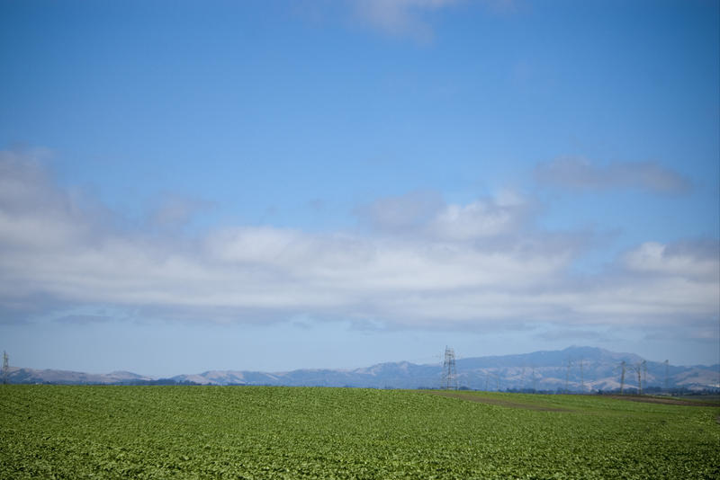 rolling hills sown with a crop of plants