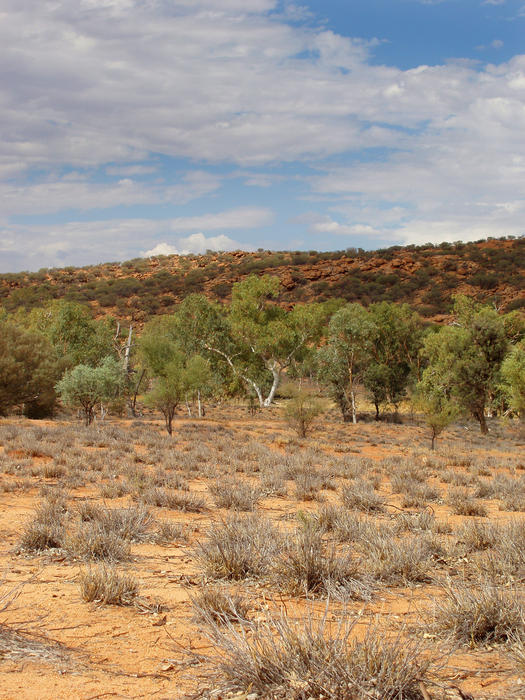 a dry river bed near alice springs, NT, australia