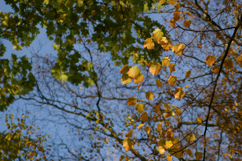 autumnal leaf colours