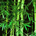 3003-graphic bamboo