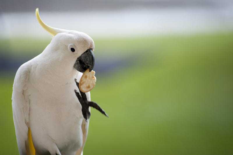 a sulphur crested cockatoo eating a cracker