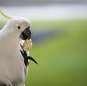 4253   polly want a cracker