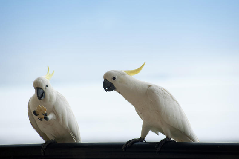sulphur crested cockatoos - Cacatua galerita, one eating a cracker, the other looking on jealousy