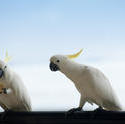 4254   cockatoos eating