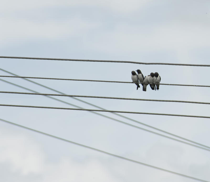 5 birds huddled toegeher on a power line