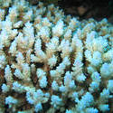 3338-bleached coral