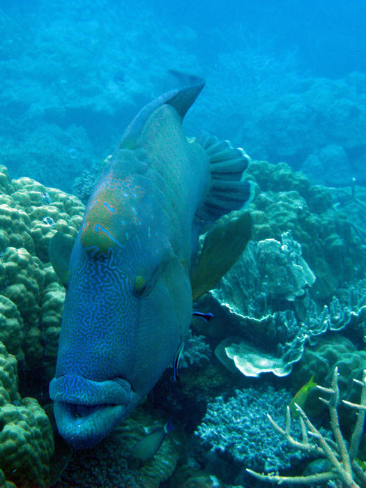 a humphead wrasse being cleaned by remora suckerfish