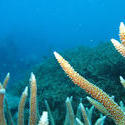 3340-staghorn coral