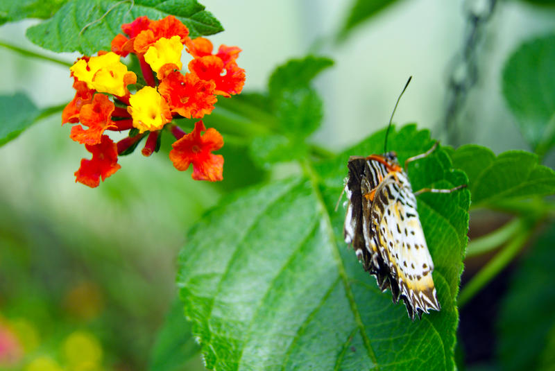 <p>Exotic Butterfly Closeup</p>Closeup of an exotic butterfly