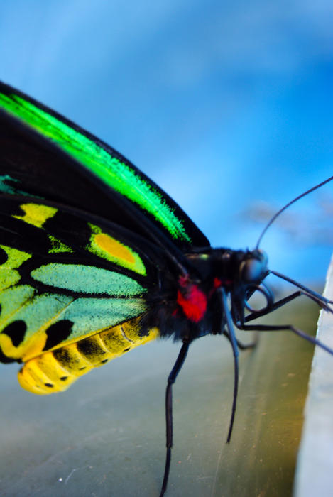 <p>Exotic Butterfly Closeup</p>Closeup of an exotic butterfly