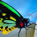 4288   Exotic Butterfly